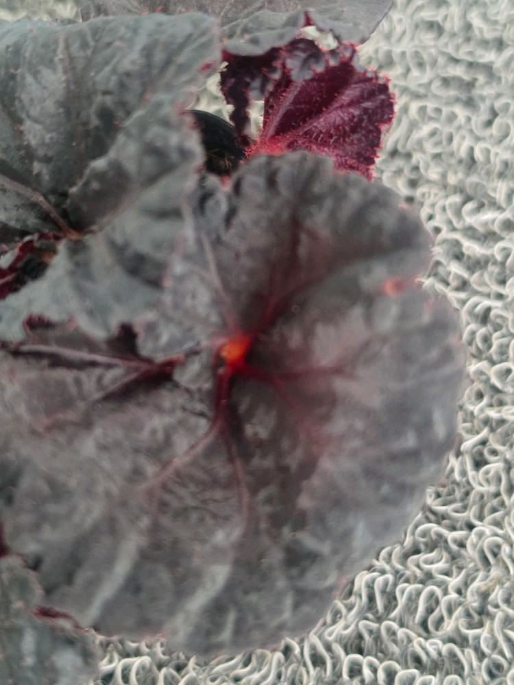 베고니아 DS 웬즈데이 이미지