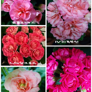 러시아제라늄 5종 IV귀족부인 UG실크로드 심로얄로즈 UV14.21 유폴로네즈