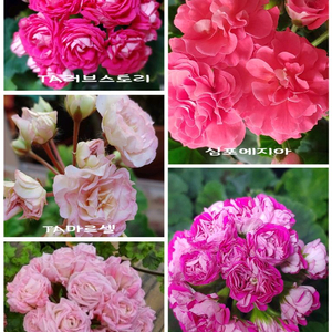 러시아제라늄 5종 심포에지아 심프랄린 TA러브스토리 UV아마레티 TA마르셀
