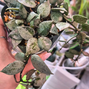 호야라쿠노사로얄플러쉬