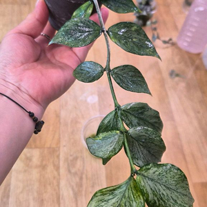 호야폴리네우라브로겟