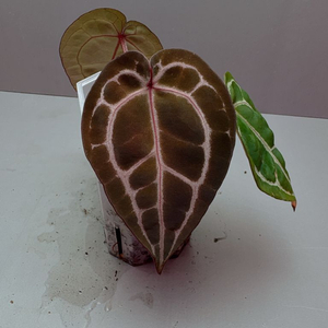 안스리움 미쉘 닥블락 정품