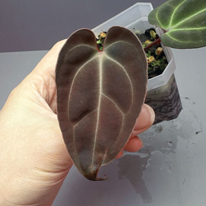 안스리움 블랙고스트 셀렉개체