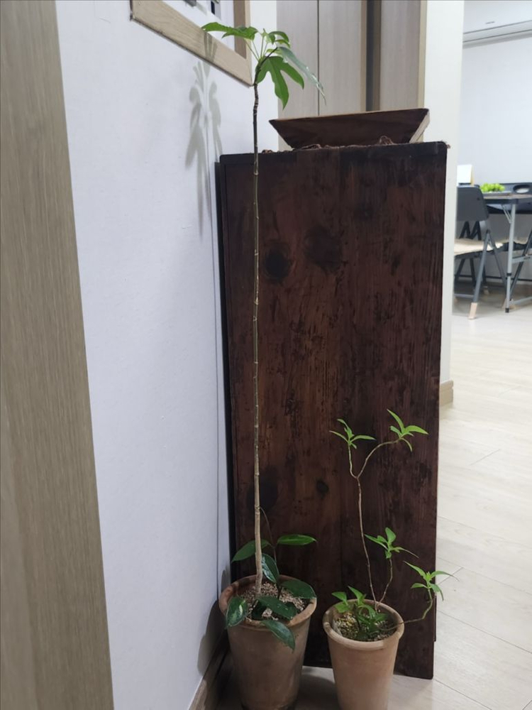 고가구 골동품 옛날 찬장 이미지