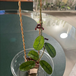 [호야]스촨엔시스