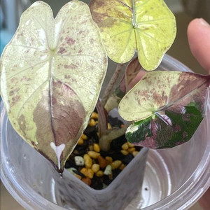 알로카시아 플럼배니그라 바리에가타(안스,호야x)