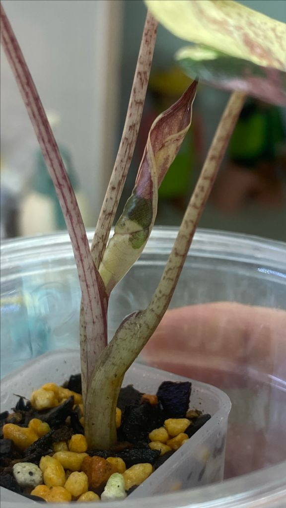 알로카시아 플럼배니그라 바리에가타(안스,호야x)--1