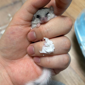 피그미다람쥐 분양합니다 이미지