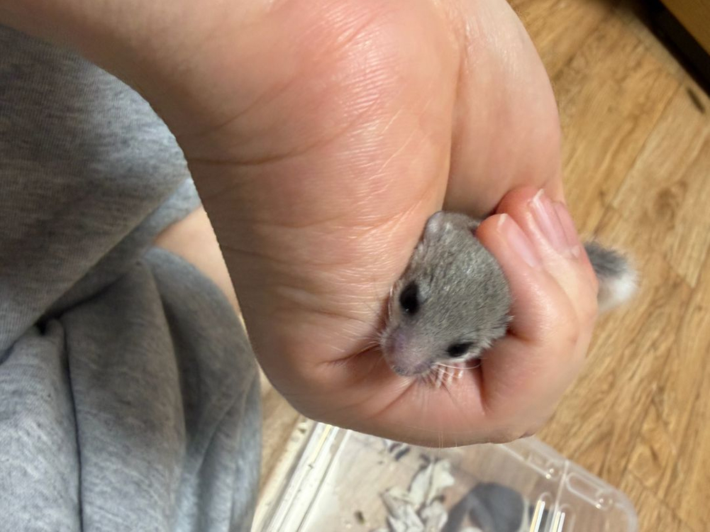 피그미다람쥐 분양합니다 이미지