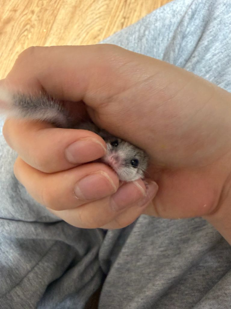 피그미다람쥐 분양합니다 이미지