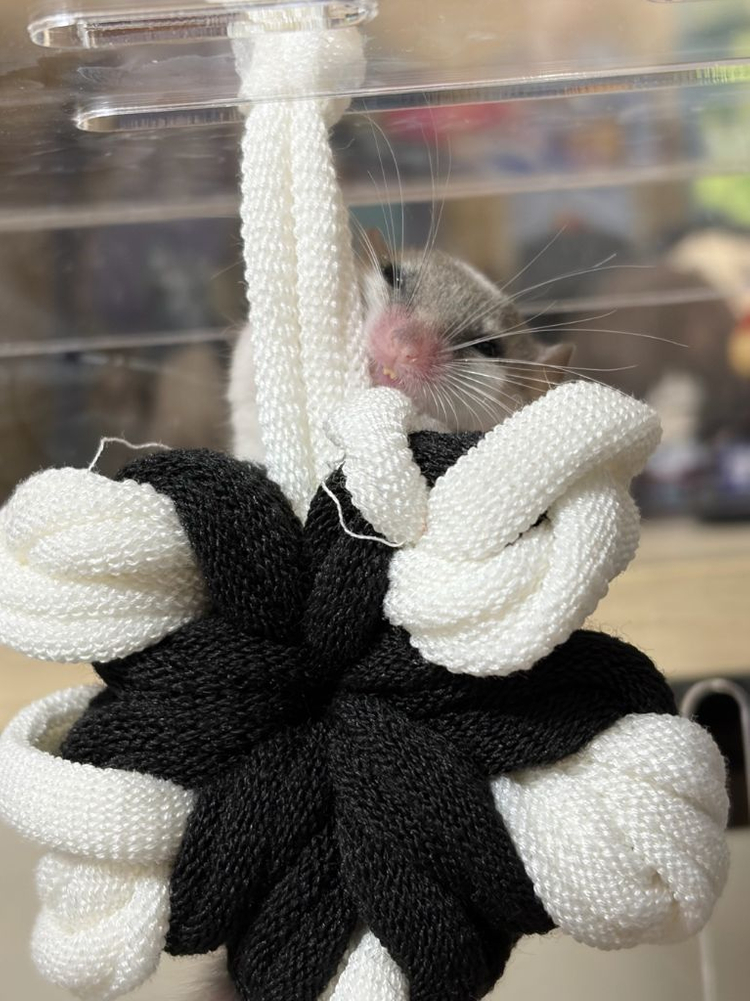 피그미다람쥐 분양합니다 이미지