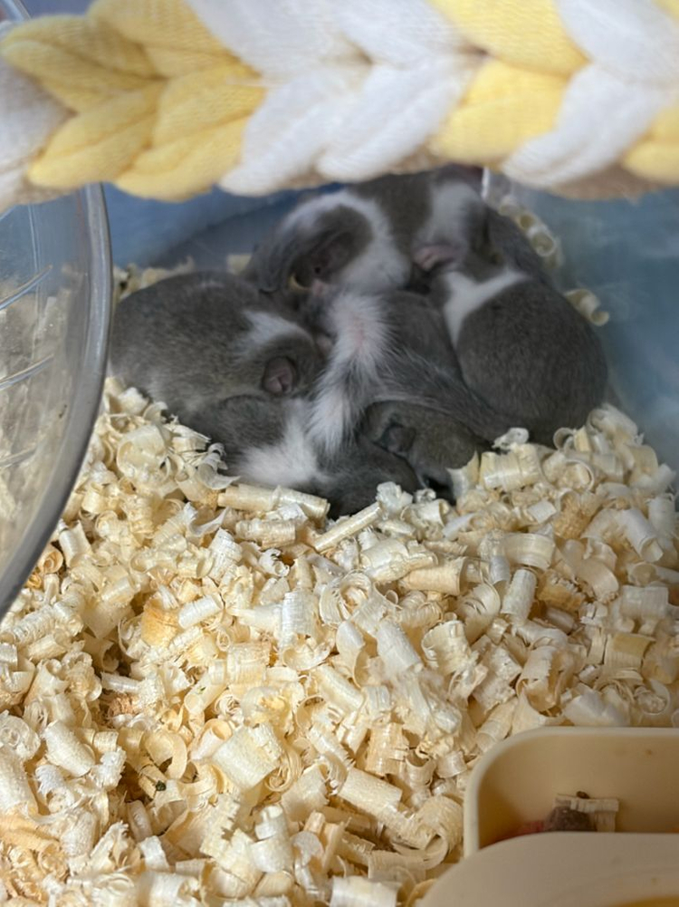 피그미다람쥐 분양합니다 이미지