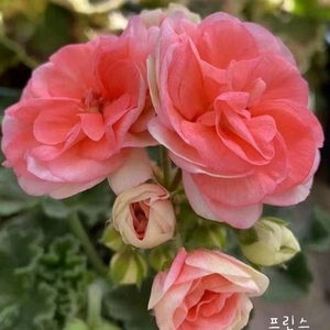 제라늄 프린스 꽃대있음 ,왕자,중국제라늄