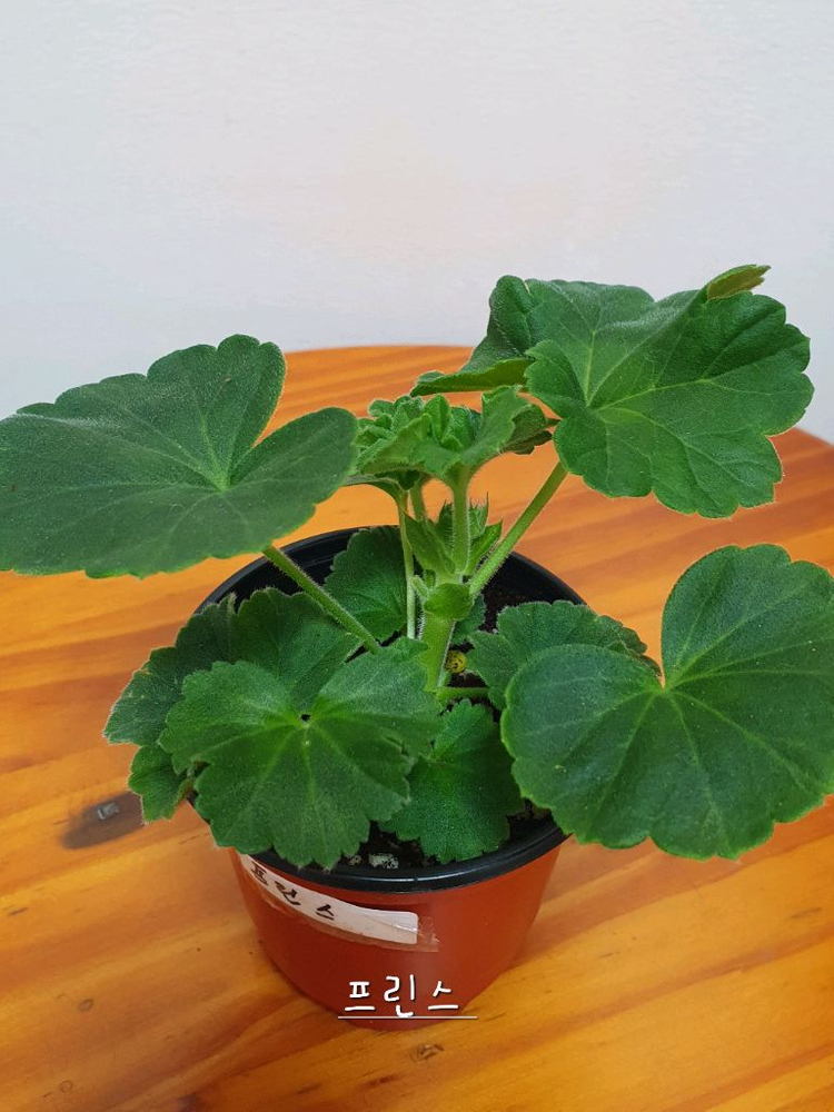 제라늄 프린스 꽃대있음 ,왕자,중국제라늄--1