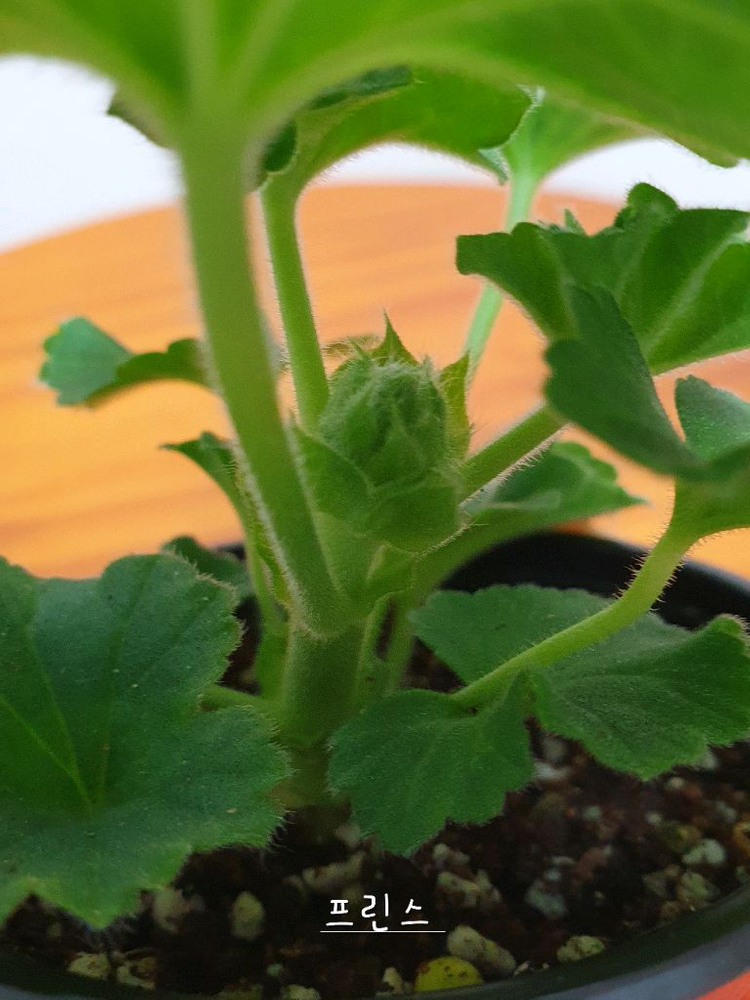 제라늄 프린스 꽃대있음 ,왕자,중국제라늄--2