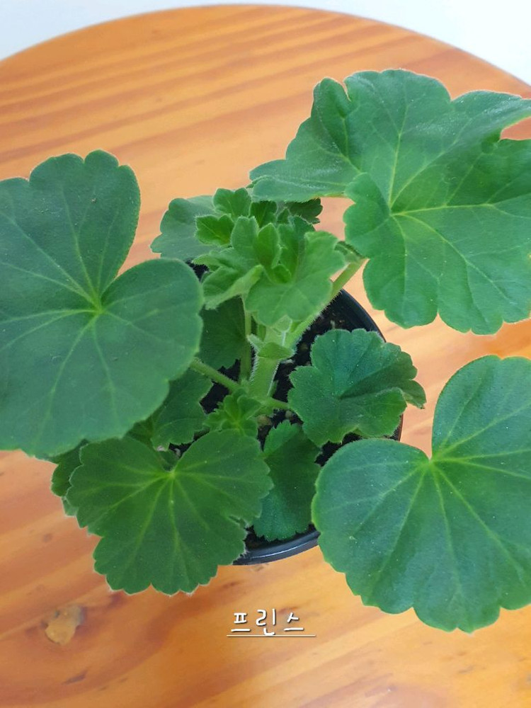 제라늄 프린스 꽃대있음 ,왕자,중국제라늄--3