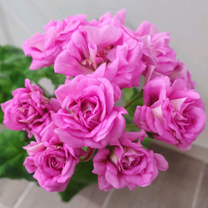 제라늄 메들레종2 꽃대있음