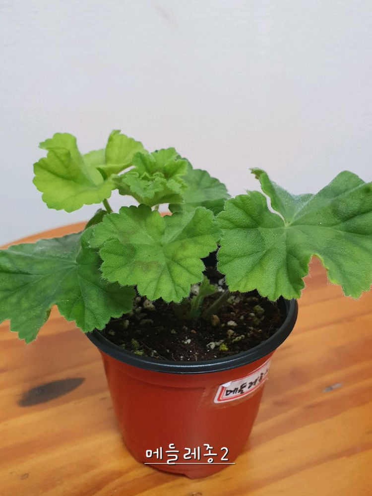 제라늄 메들레종2 꽃대있음--1