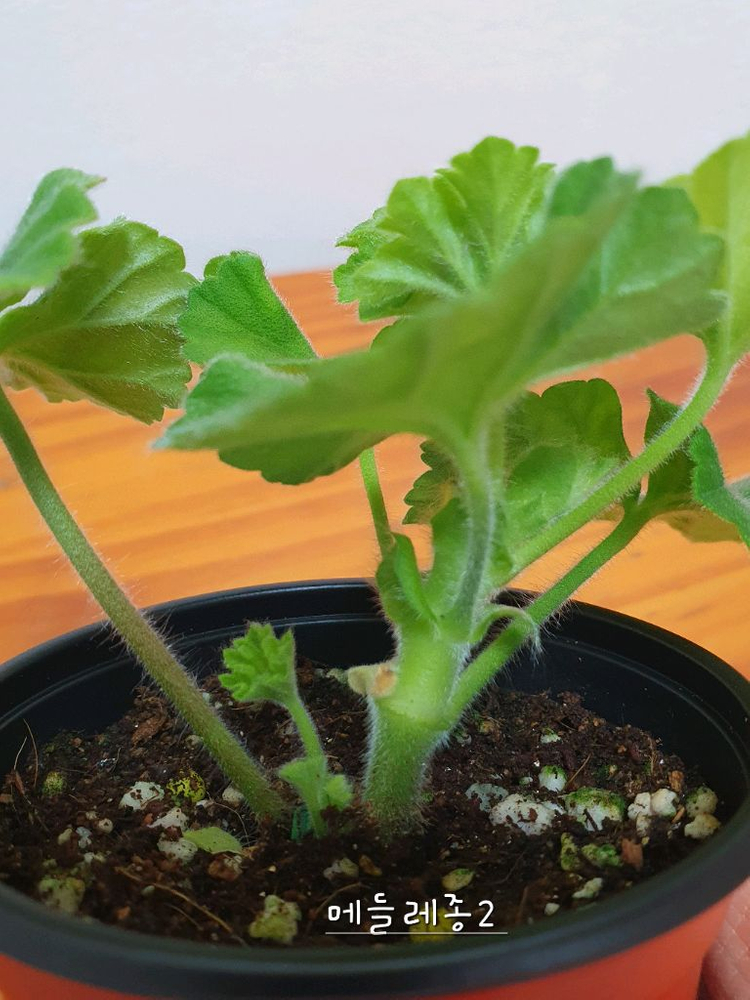 제라늄 메들레종2 꽃대있음--2