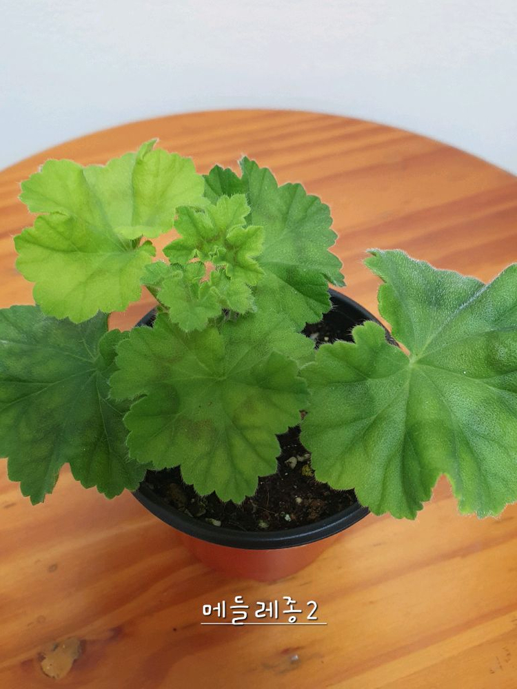 제라늄 메들레종2 꽃대있음--3