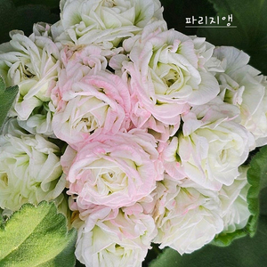 제라늄 파리지앵 꽃대있음