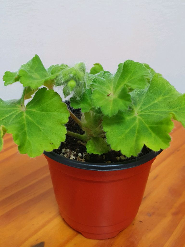 제라늄 파리지앵 꽃대있음--1