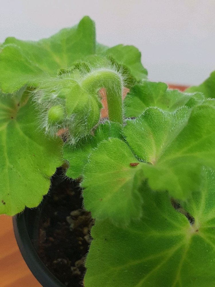 제라늄 파리지앵 꽃대있음--2