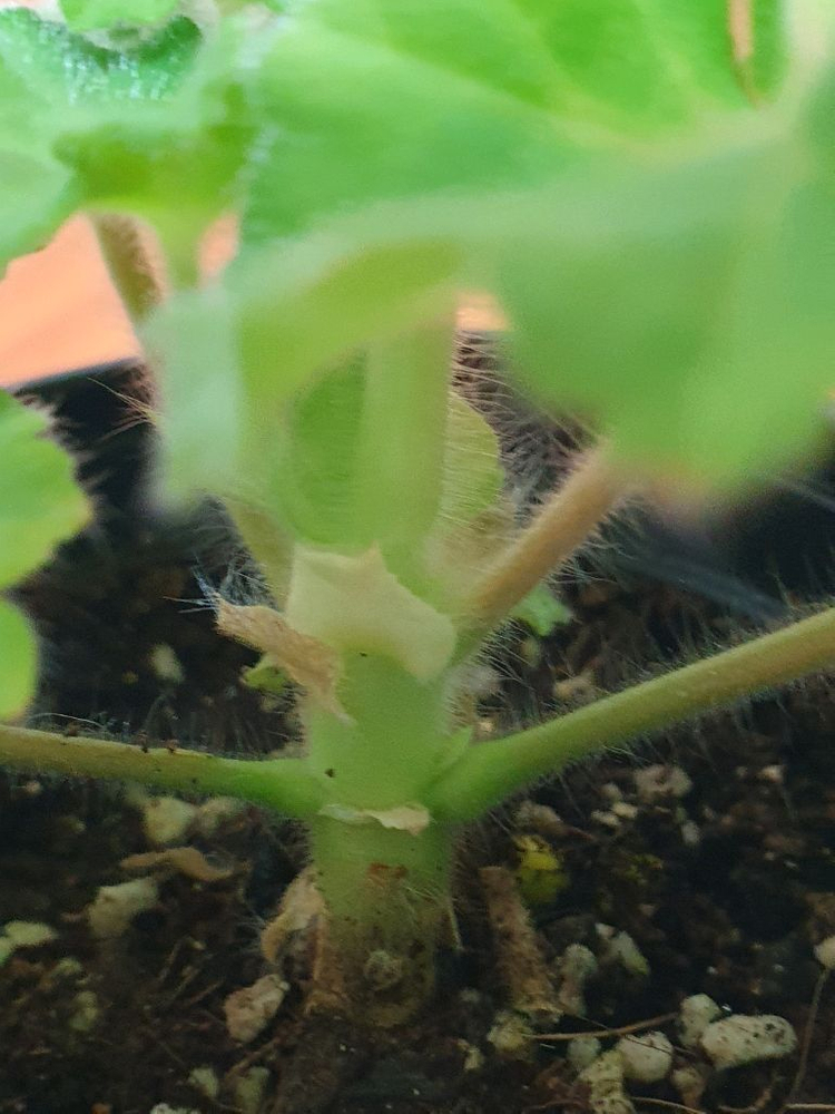 제라늄 파리지앵 꽃대있음--3