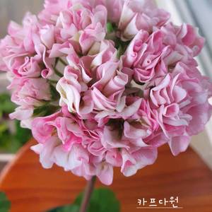 제라늄 3종 셋트