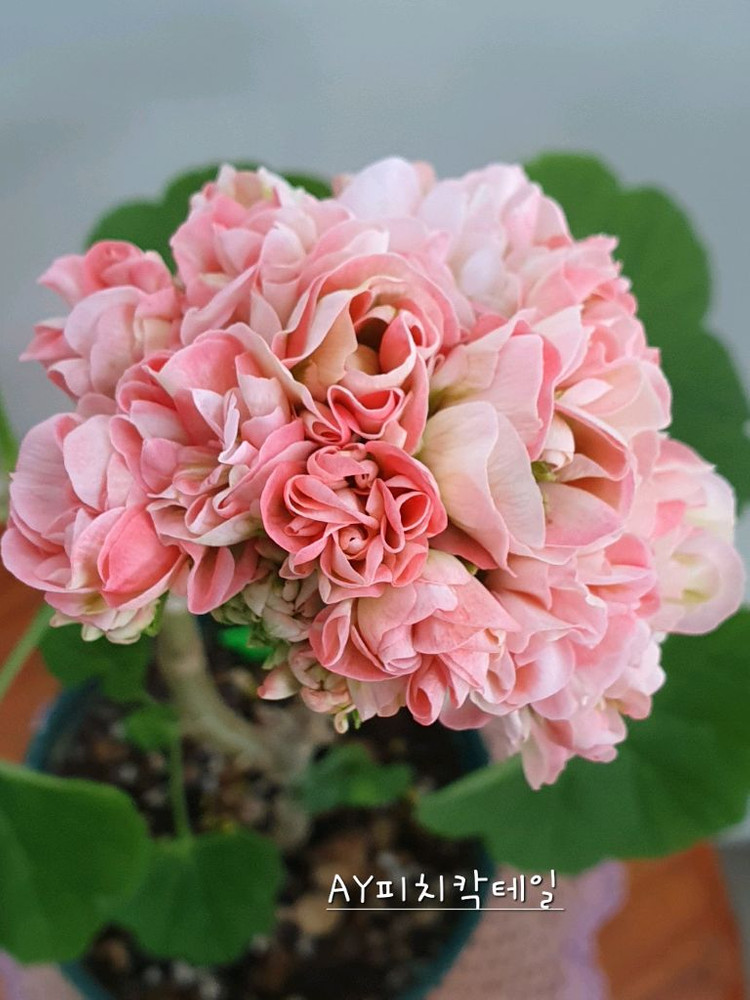 제라늄 3종 셋트--1