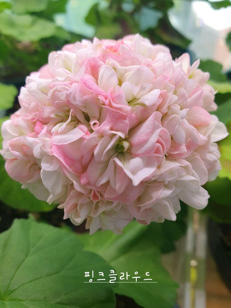 제라늄 3종 셋트--2