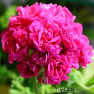 제라늄 라라딜라이트 꽃대있음 ,러