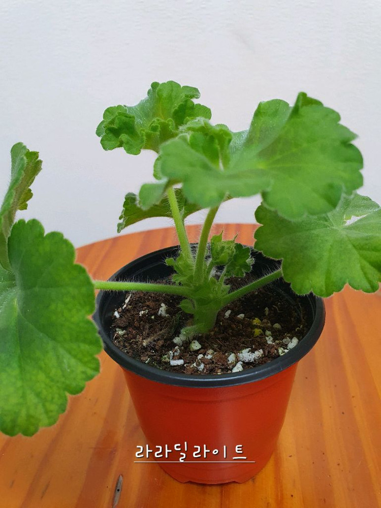 제라늄 라라딜라이트 꽃대있음 ,러--1
