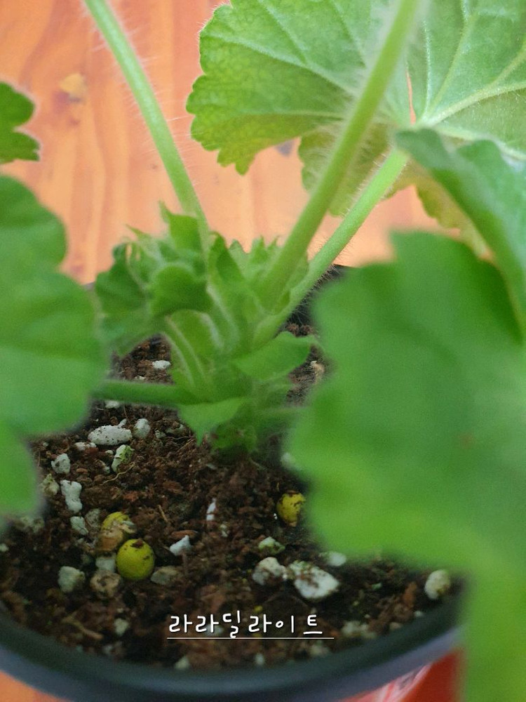 제라늄 라라딜라이트 꽃대있음 ,러--2