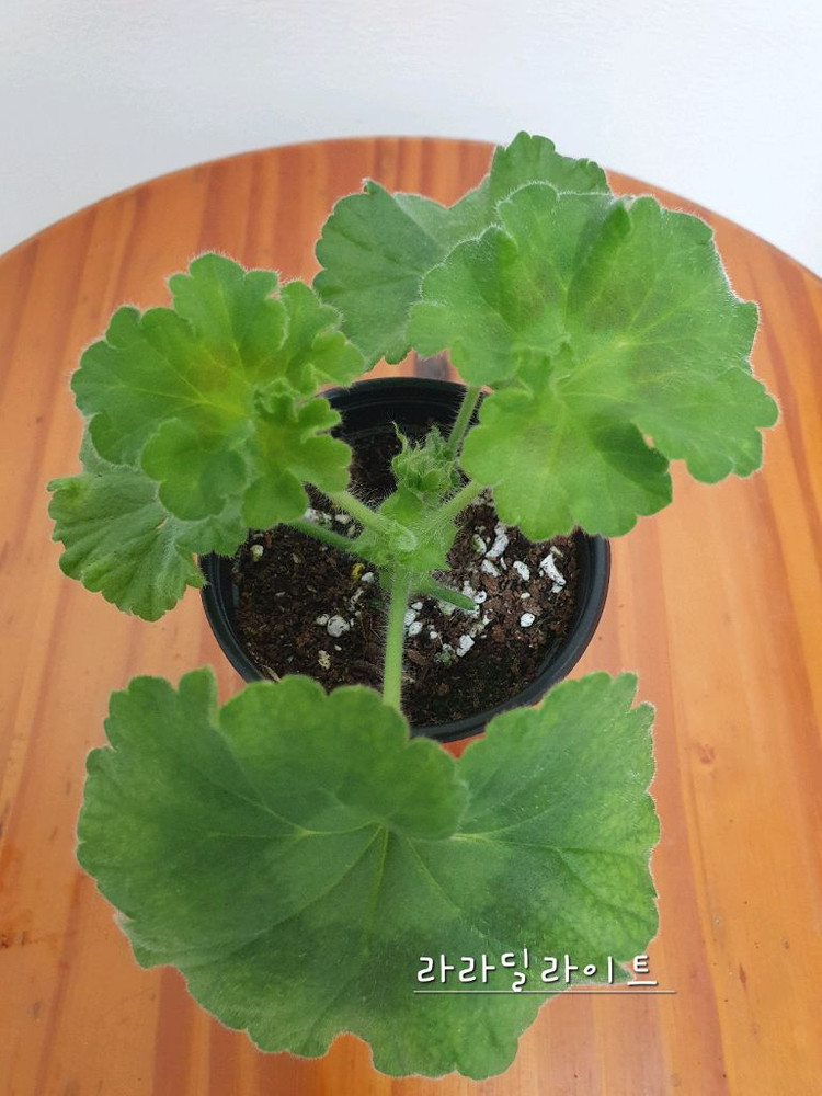 제라늄 라라딜라이트 꽃대있음 ,러--3