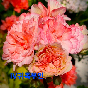 IV귀족부인 러시아제라늄 대품