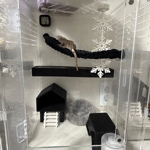 도마뱀 분양합니다 이미지