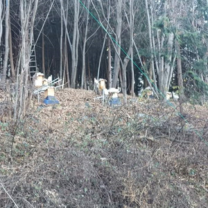 토종벌분양합니다.