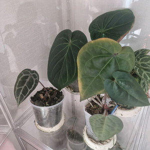 안스리움 원더보이bxa, 에오스 다크폼2개, 킹레드, 킹오스, 엔젤스드림 일괄