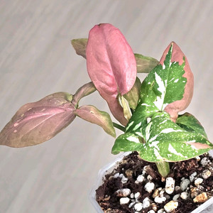 레드스팟 싱고니움