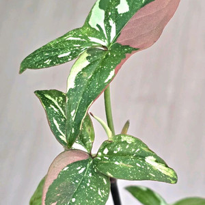 레드스팟 싱고니움