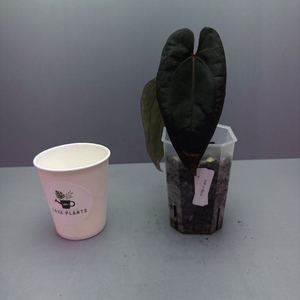 안스리움 RVDP X AOS