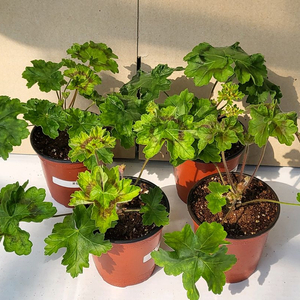 제라늄 라라마조리포함 4종세트(조날틱세트)