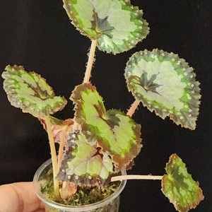 베고니아 돌체비타2촉.잎8장