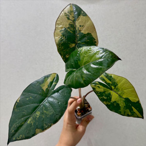 알로카시아 유카탄 프린세스 트리컬러 바리에가타 이미지
