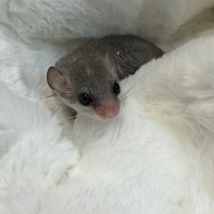 피그미 다람쥐 분양합니다 3만 이미지