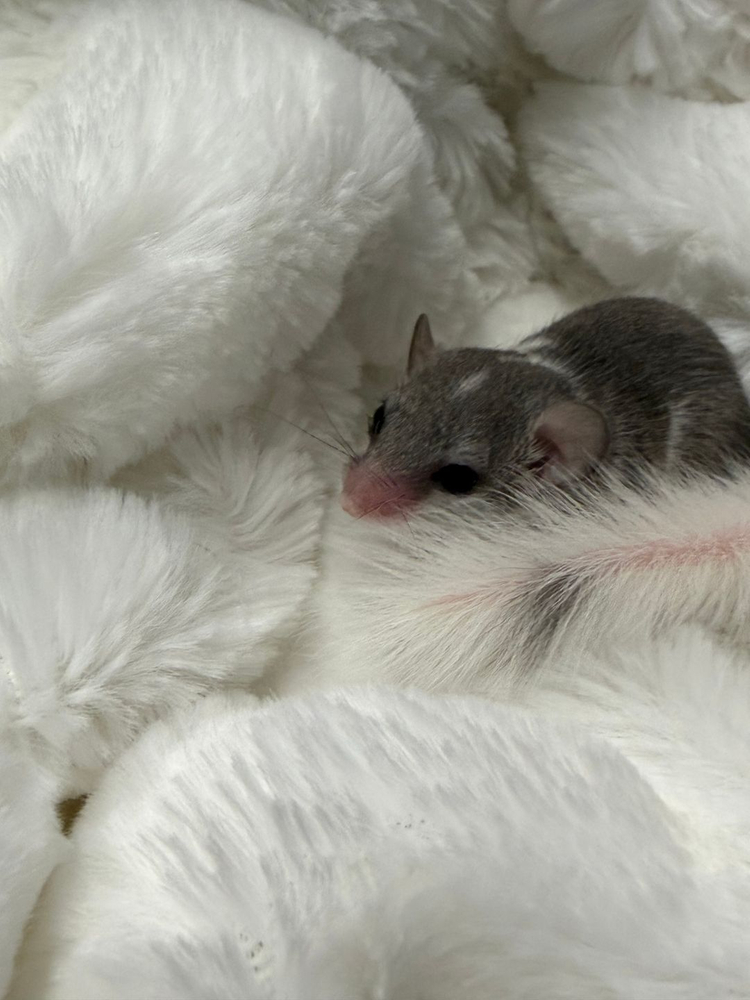 피그미 다람쥐 분양합니다 3만 이미지