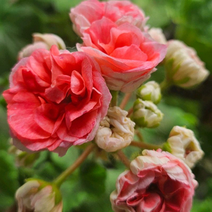 제라늄 (ug헛된말)