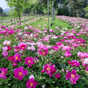 6년근 예쁜 작약 모종 판매