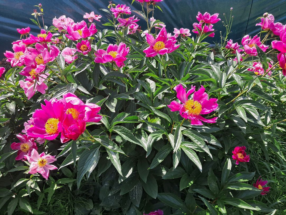 6년근 예쁜 작약 모종 판매--1